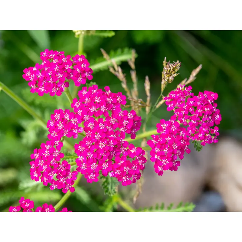 Suffolk Herbs Perennials Achillea Cerise Queen Seeds