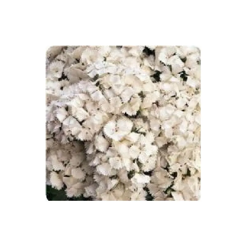 Sweet William Sweet White F1 Hybrid Seeds
