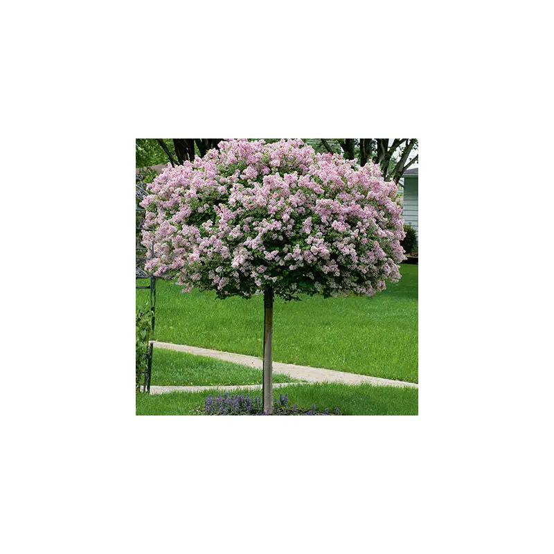 Syringa - Dwarf Korean Lilac : 10 Gallon