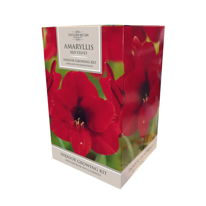 Taylors - Amaryllis Bulb Gift Pack - Red Velvet - double red