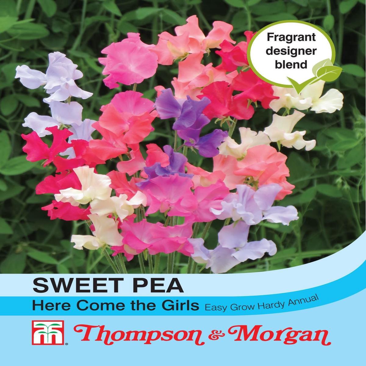 Thompson & Morgan - Flower - Sweet Pea - Here Come the Girls - 20 Seeds