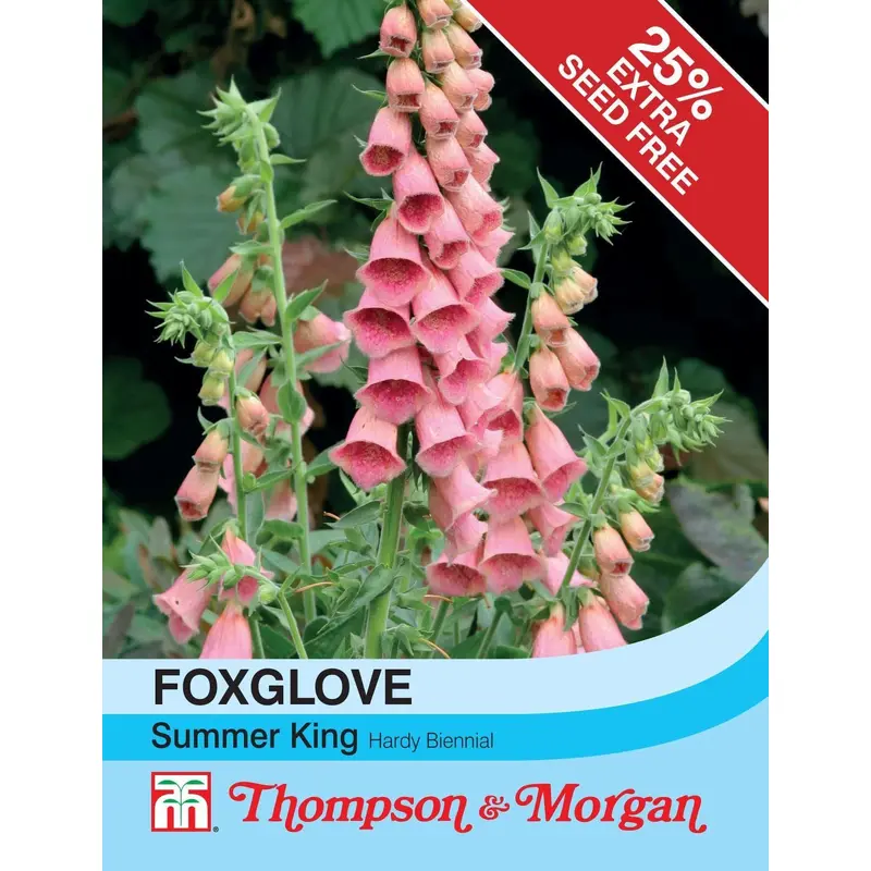 Thompson & Morgan Foxglove Summer King 60 Seed