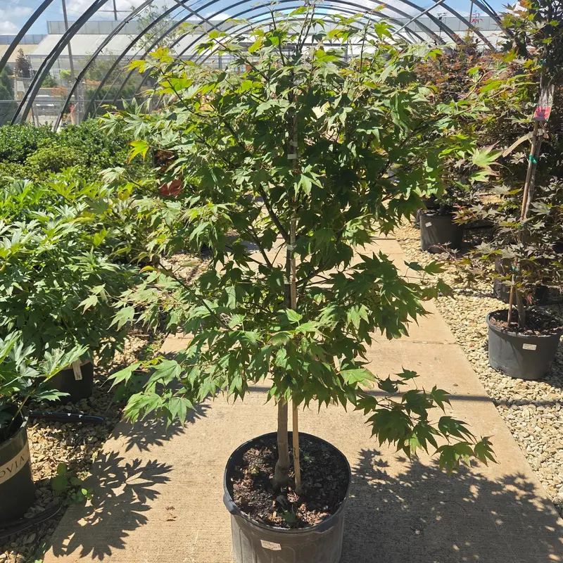 'Tsuma gaki' Japanese Maple Tree, 5 Gal.