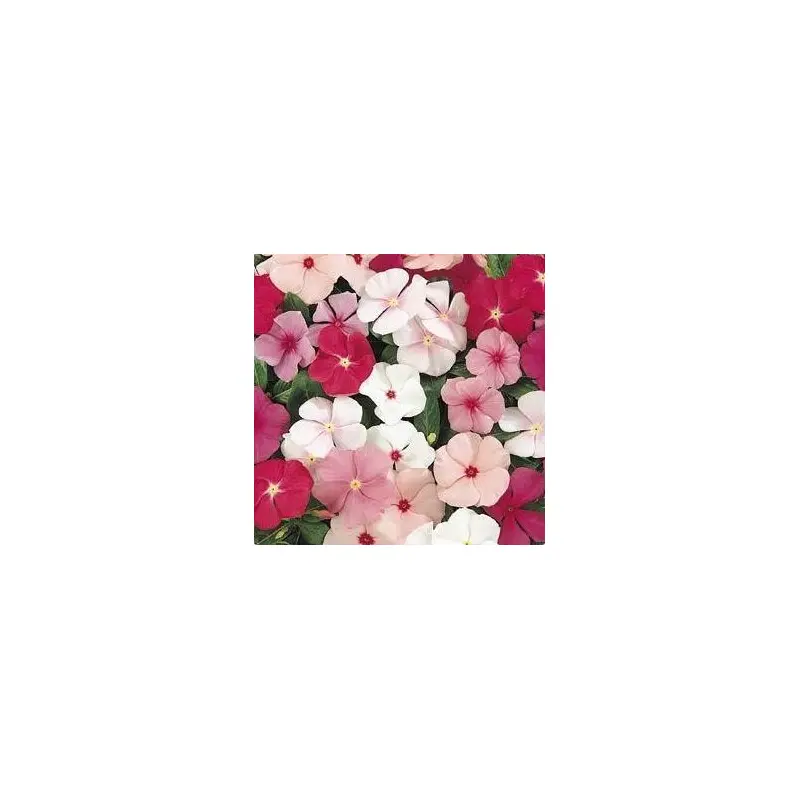 Vinca- 4 Packs