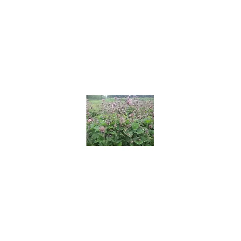 Wild Flower Water Avens Geum Seeds