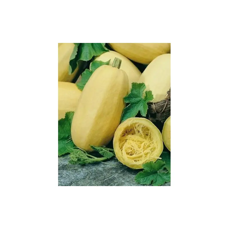 Winter Squash Vegetable Spaghetti Seeds