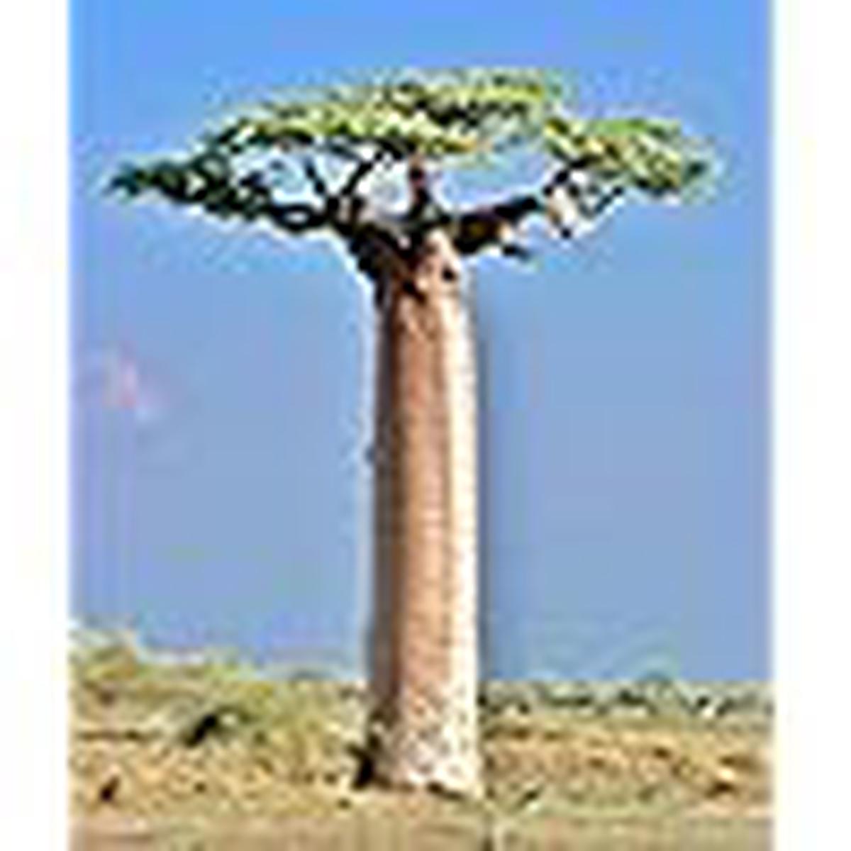 Adansonia Gregorii Seeds for Planting Shade-Tolerant Heirloom, Non-GMO Organic Garden Seeds