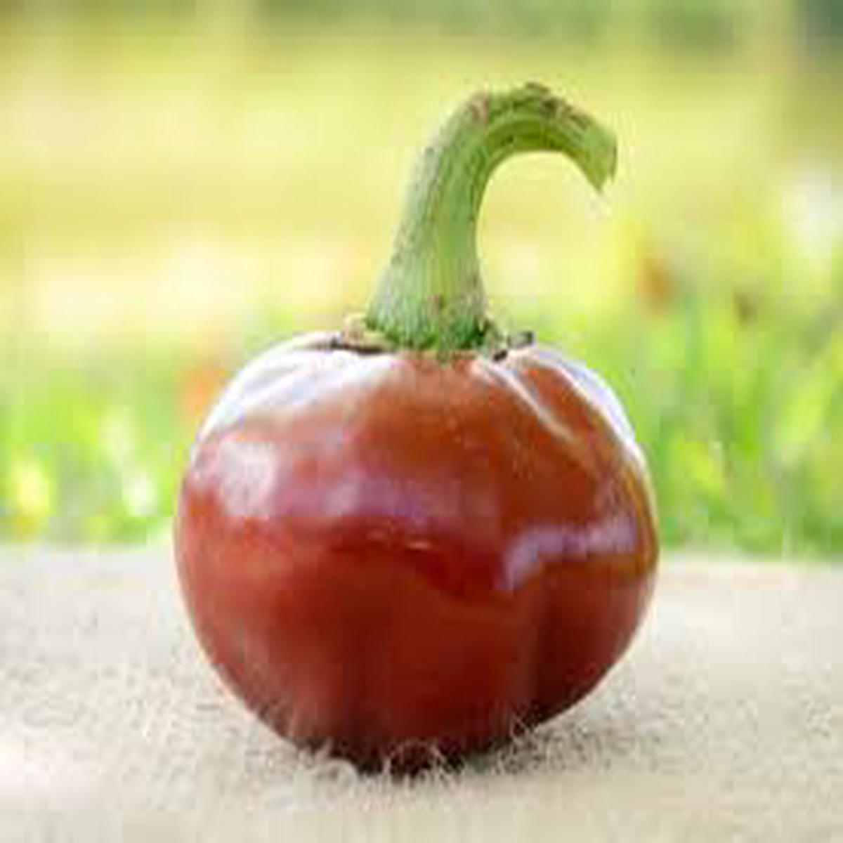 Basque Nora flower seeds for planting - Heirloom & Non-GMO Garden Seeds