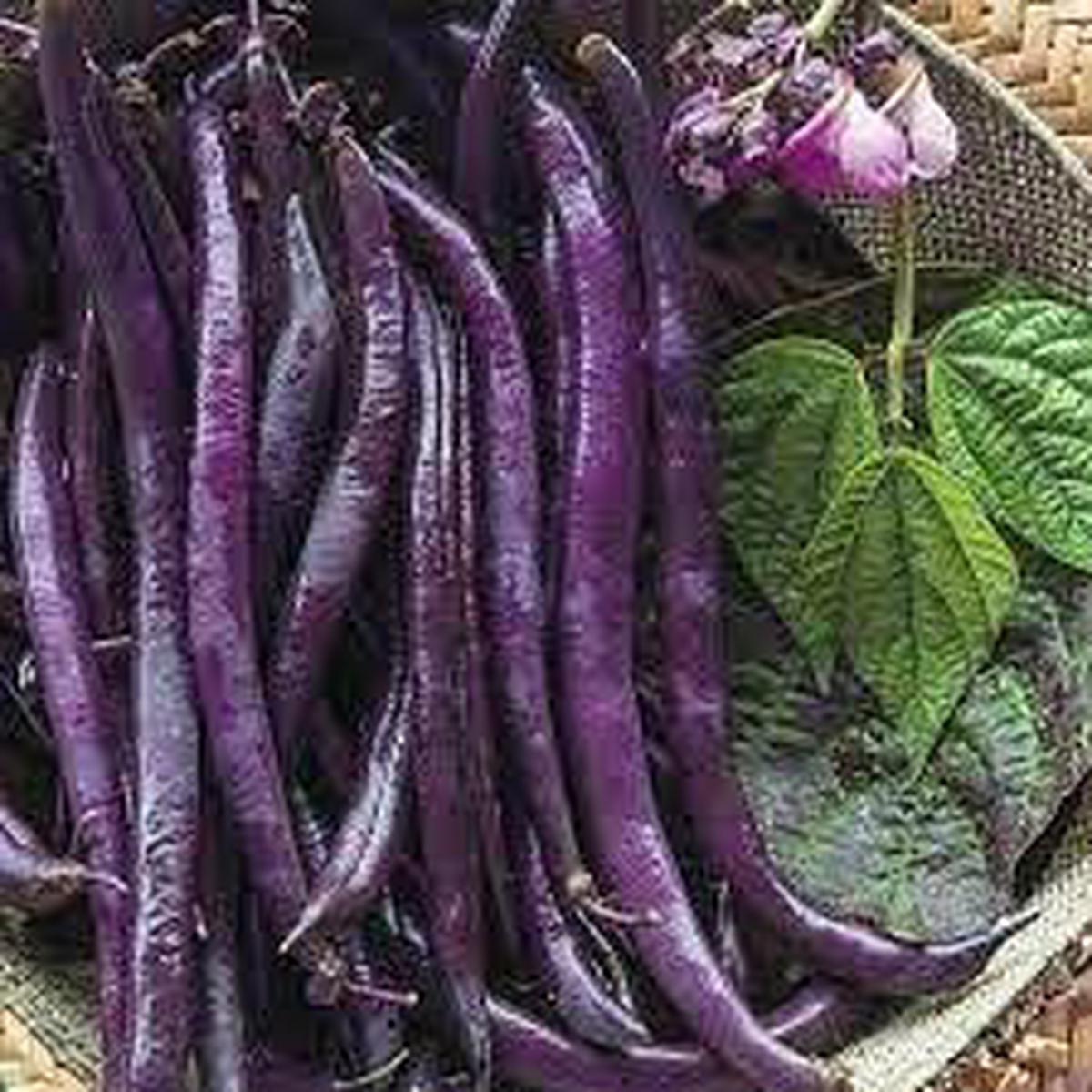 Bean Seeds for Planting Heirloom & Non-GMO, High Germination Organic Garden Seeds for Protein-Rich Vegetables