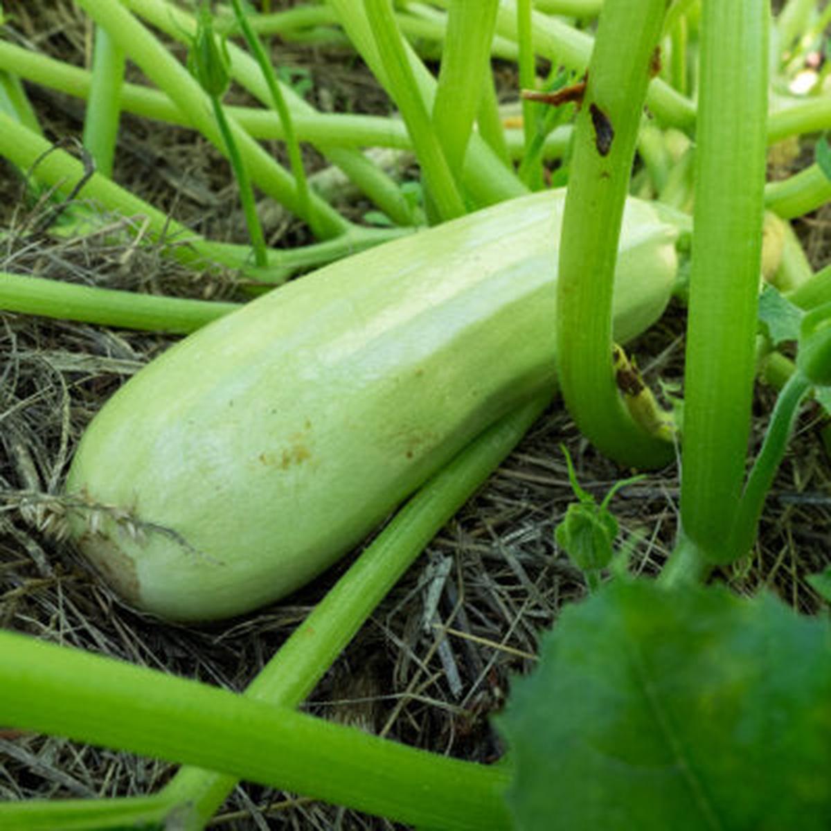 Bianco di Trieste Zucchini Seeds  Heirloom Non-GMO Tender Light Green Vegetable Seeds for Planting