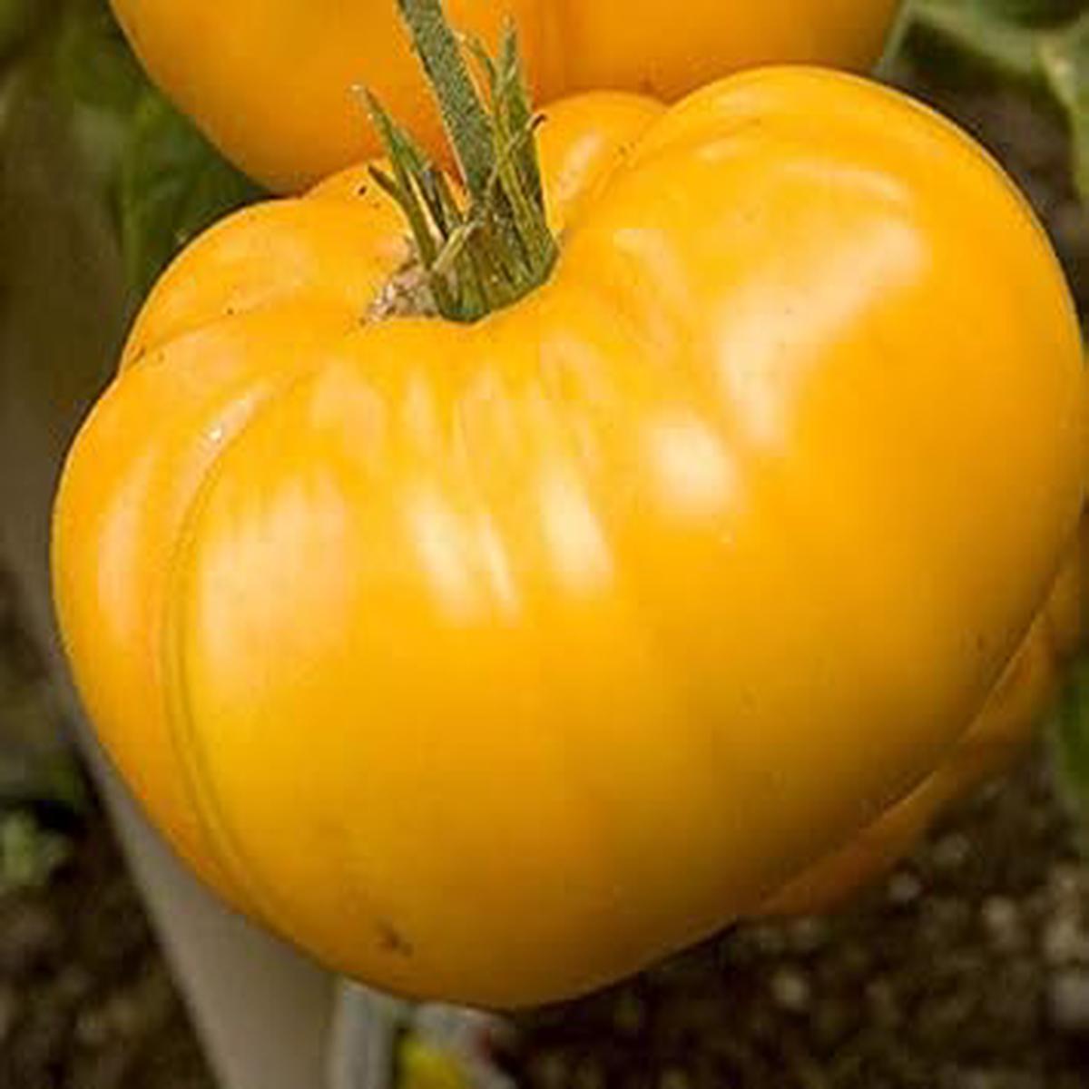 Big Yellow Tomato Seeds for Planting - Heirloom, Non-GMO, Organic Garden Seeds with Mellow Flavor & Large Fruits