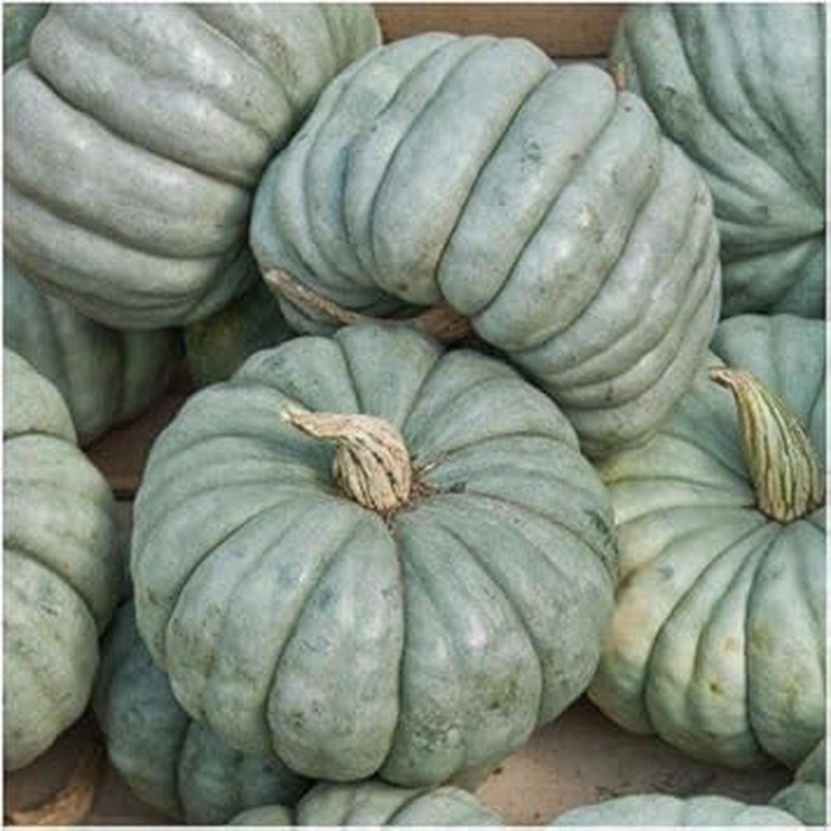 Blue Jarrahdale Pumpkin Vegetable Seeds for Planting Heirloom & Non-GMO Seeds, Rare Blue-Gray Pumpkins