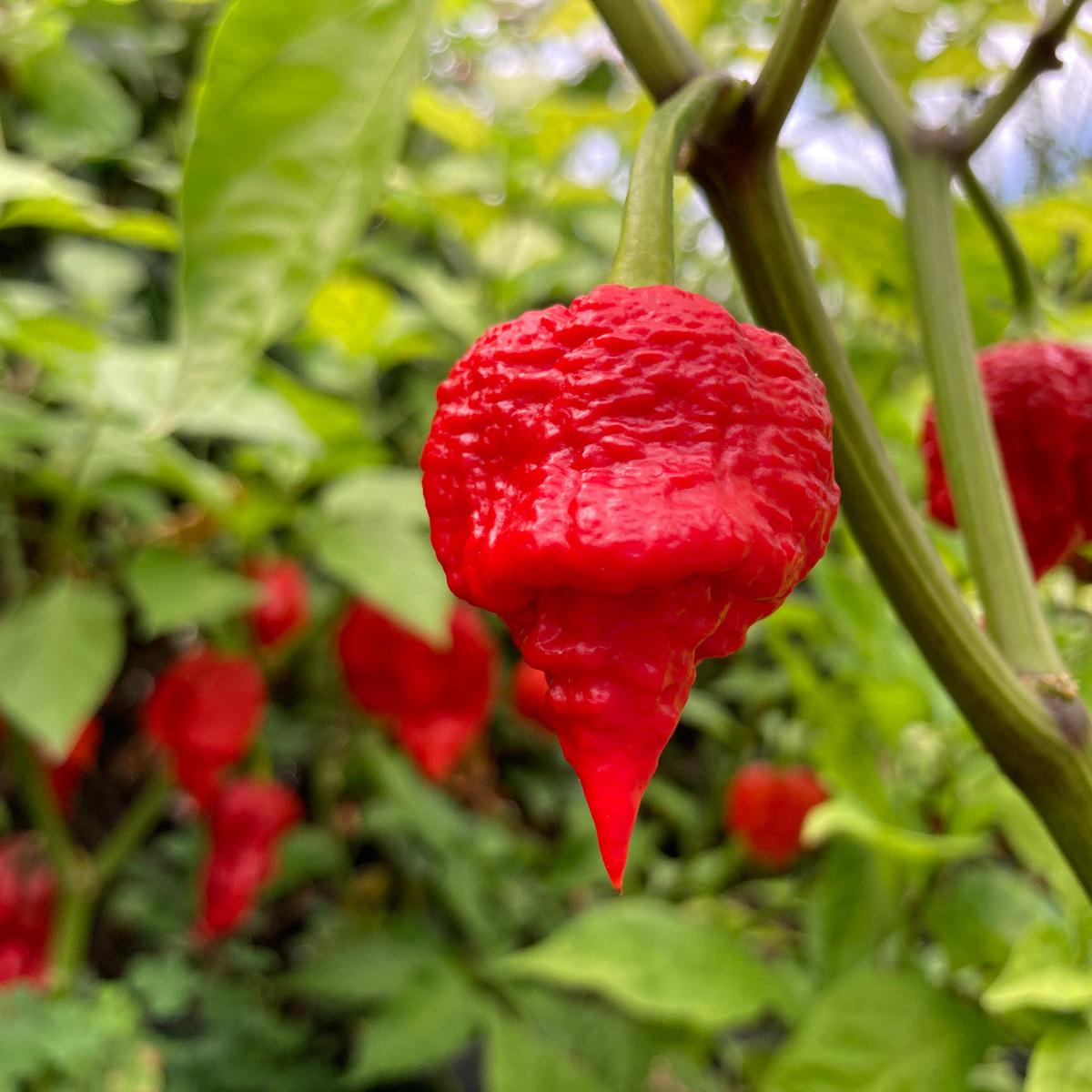 Butch T Scorpion Pepper Seeds for Planting  Heirloom, Non-GMO, Super Hot Pepper  High Germination