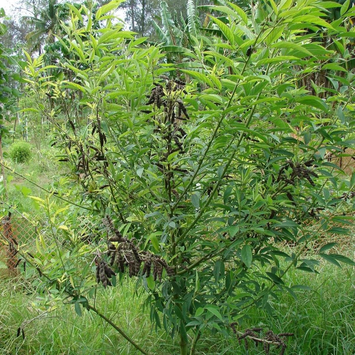 Cajanus Cajan vegetable seeds for planting  Heirloom & Non-GMO garden seeds, hearty legumes for rich harvests