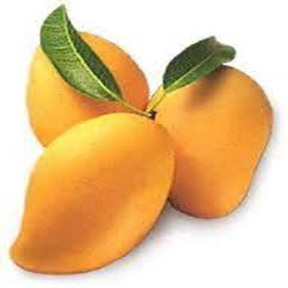 Carabao Mango fruit seeds for planting - Heirloom & Non-GMO Garden seeds