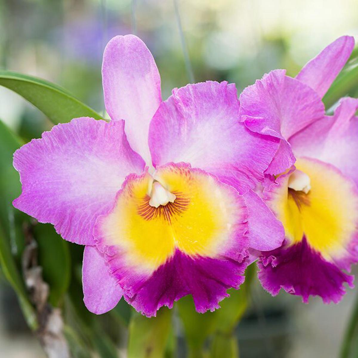 Cattleya Orchid Flower Seeds for Planting Heirloom, Non-GMO, High Germination, Fragrant Blooms