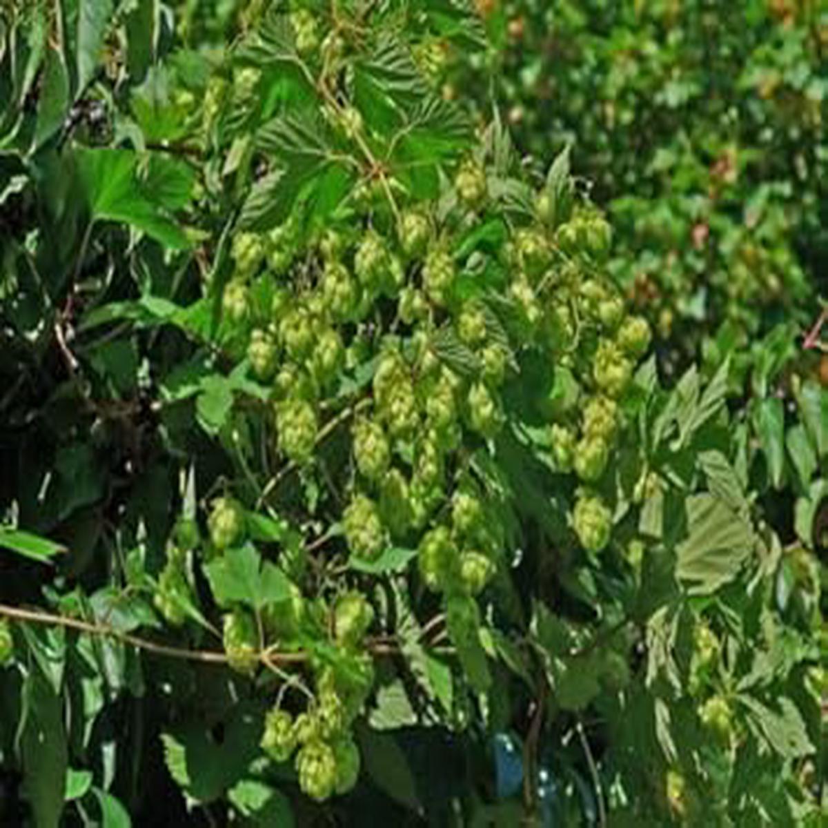 Dorado Hop Plant Seeds for Planting Heirloom & Non-GMO Seeds for Brewing and Ornamental Use