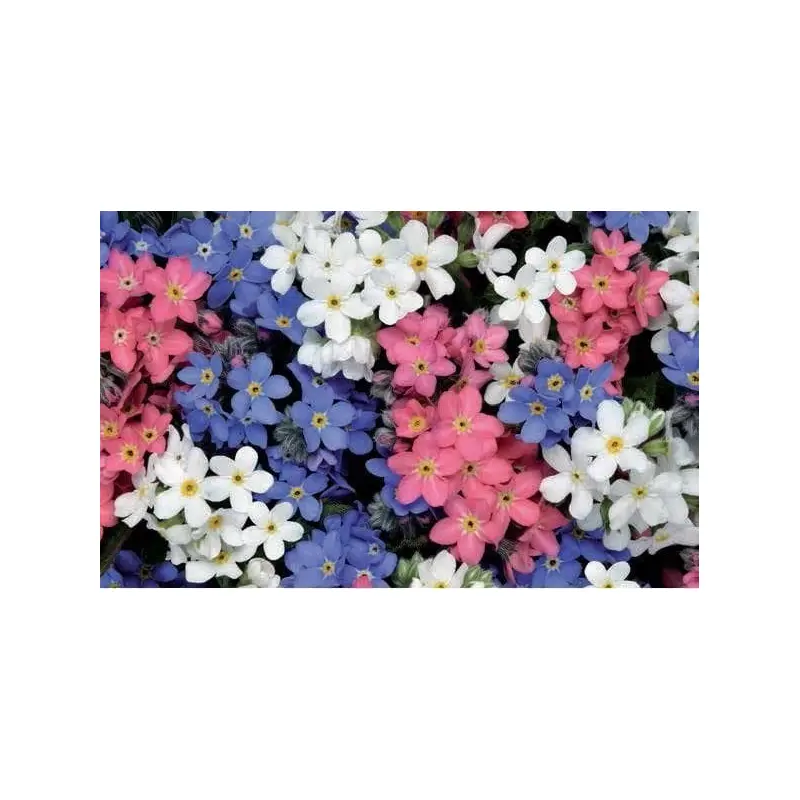 Forget Me Not Myosotis Sylvia Mix Seeds