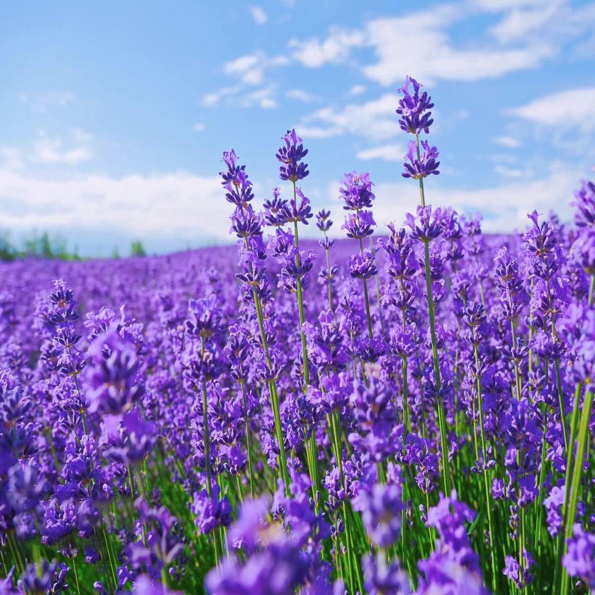 French Lavender Seeds for Planting  Heirloom, Non-GMO & Organic Fragrant Flower Herb for Gardens and Aromatherapy