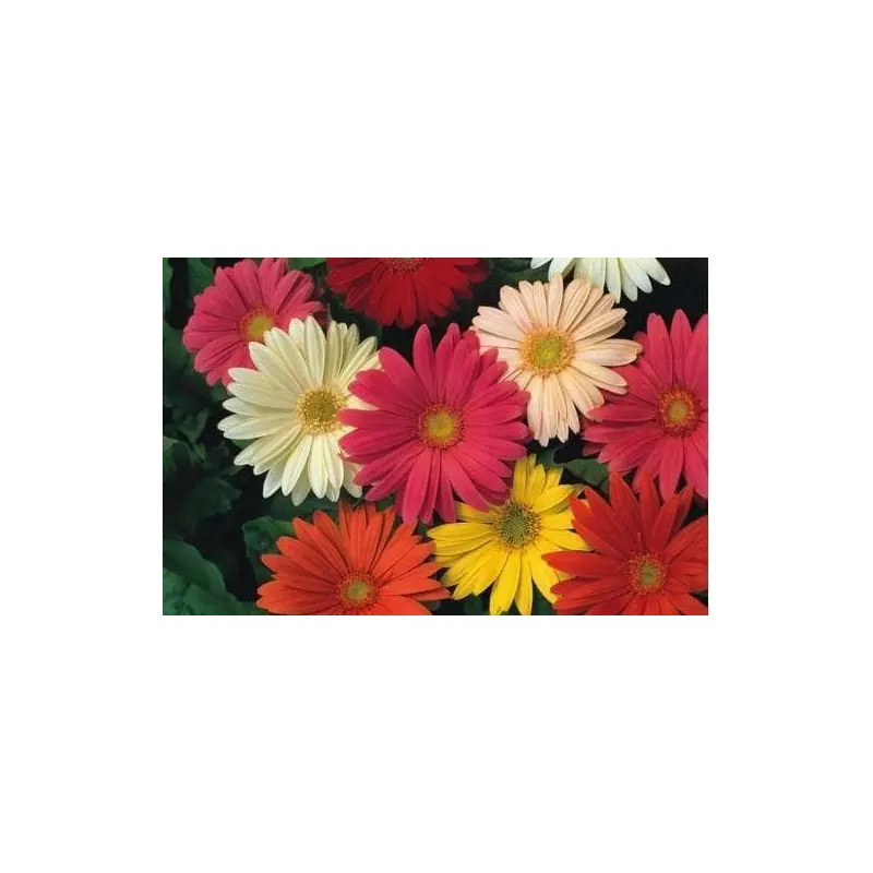Gerbera Jamesonii Hybrids Seeds