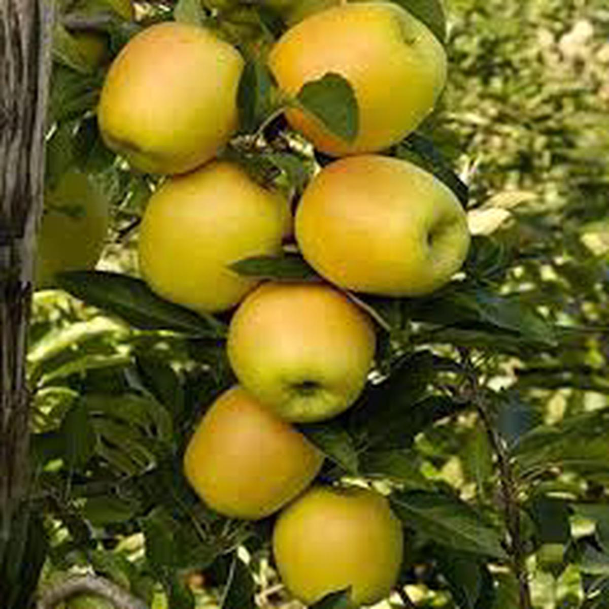 Golden Yellow Apple seeds for planting - Heirloom & Non-GMO crisp sweet fruit orchard seeds