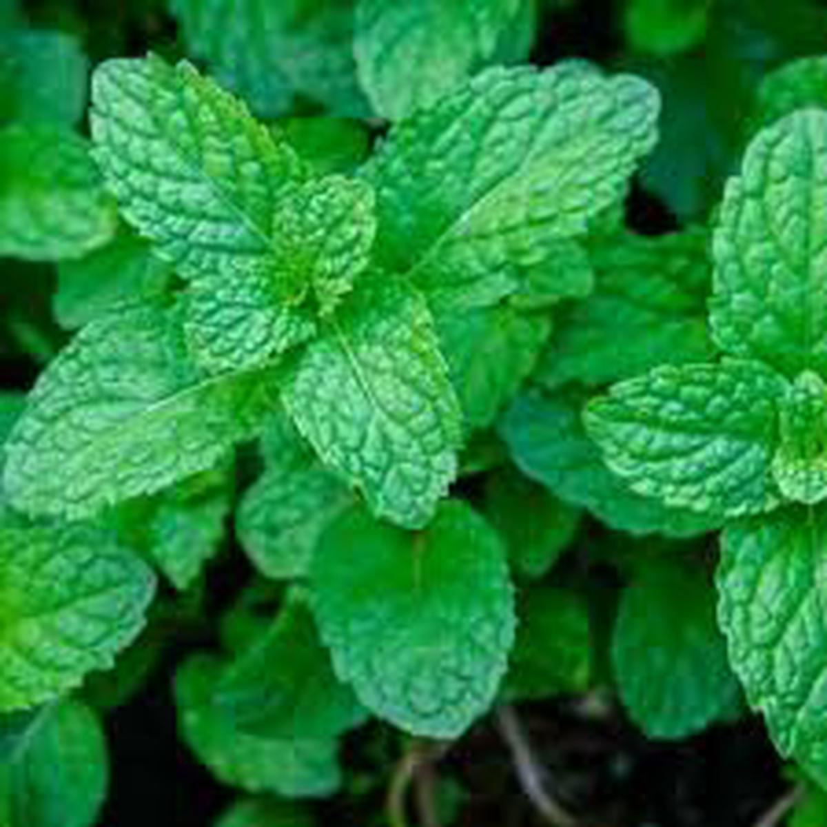 Green Mint Herb Seeds for Planting Heirloom, Non-GMO, Organic Garden Seeds with High Germination