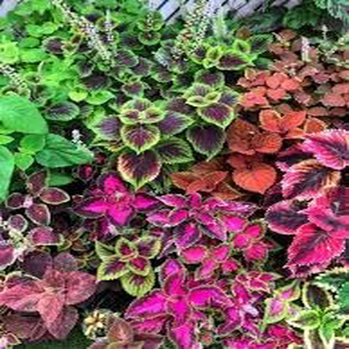 Heirloom Coleus Flower Seeds Non-GMO, High Germination Organic Garden Seeds