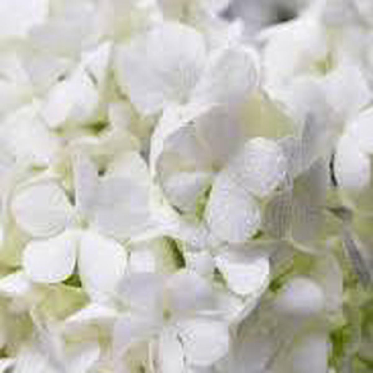 Hydrangea White Flower Seeds for Planting Heirloom, Non-GMO, High Germination Organic Garden Seeds