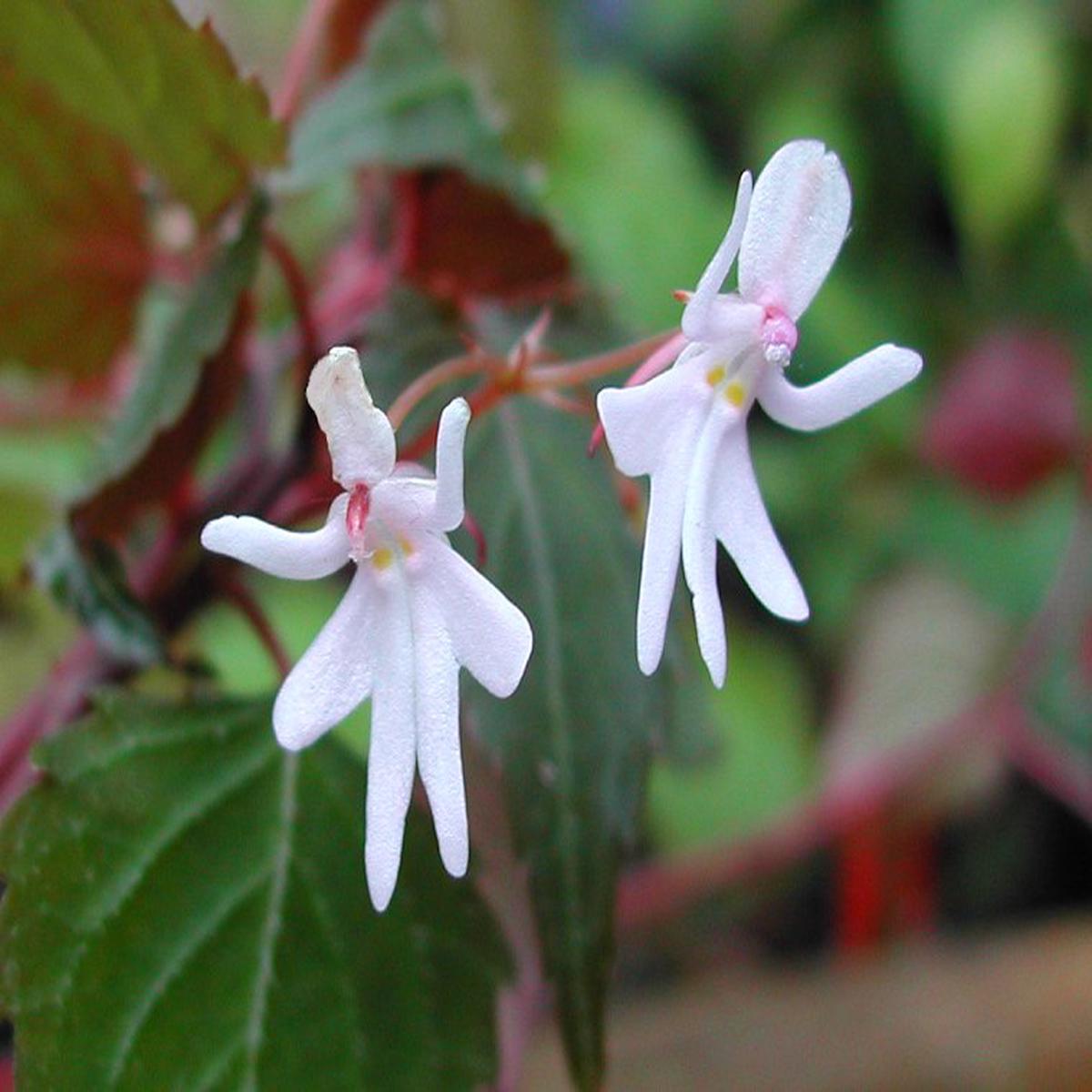 Impatiens Bequaertii Flower Seeds for Planting Fragrant Blossoms, Heirloom Non-GMO