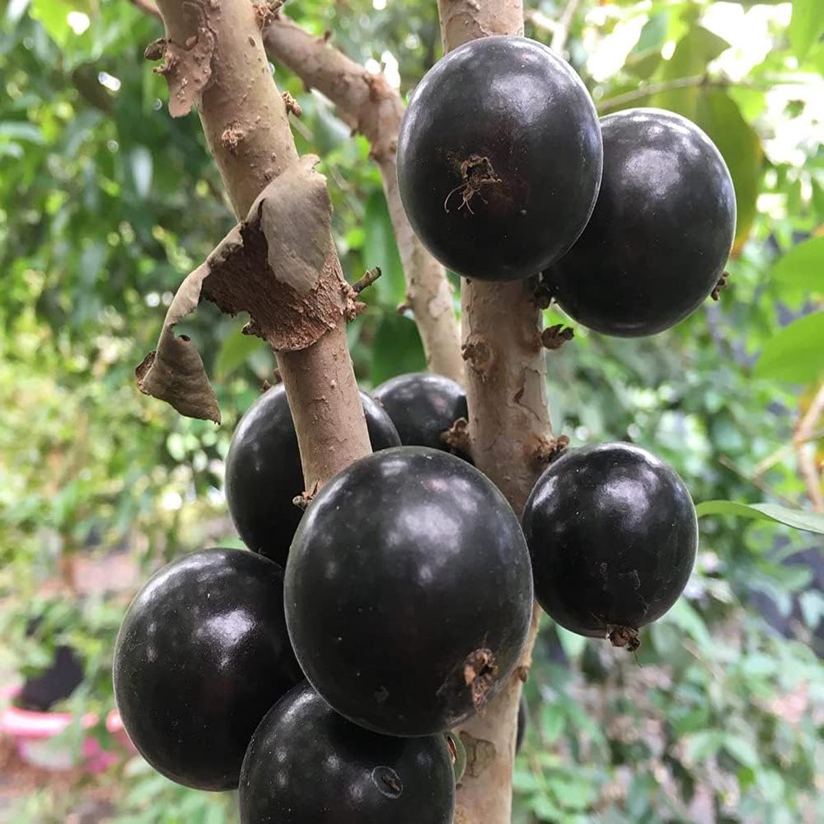 Jaboticaba Myrciaria Fruit Seeds  Heirloom, Non-GMO Seeds for Exotic Tropical Garden Planting