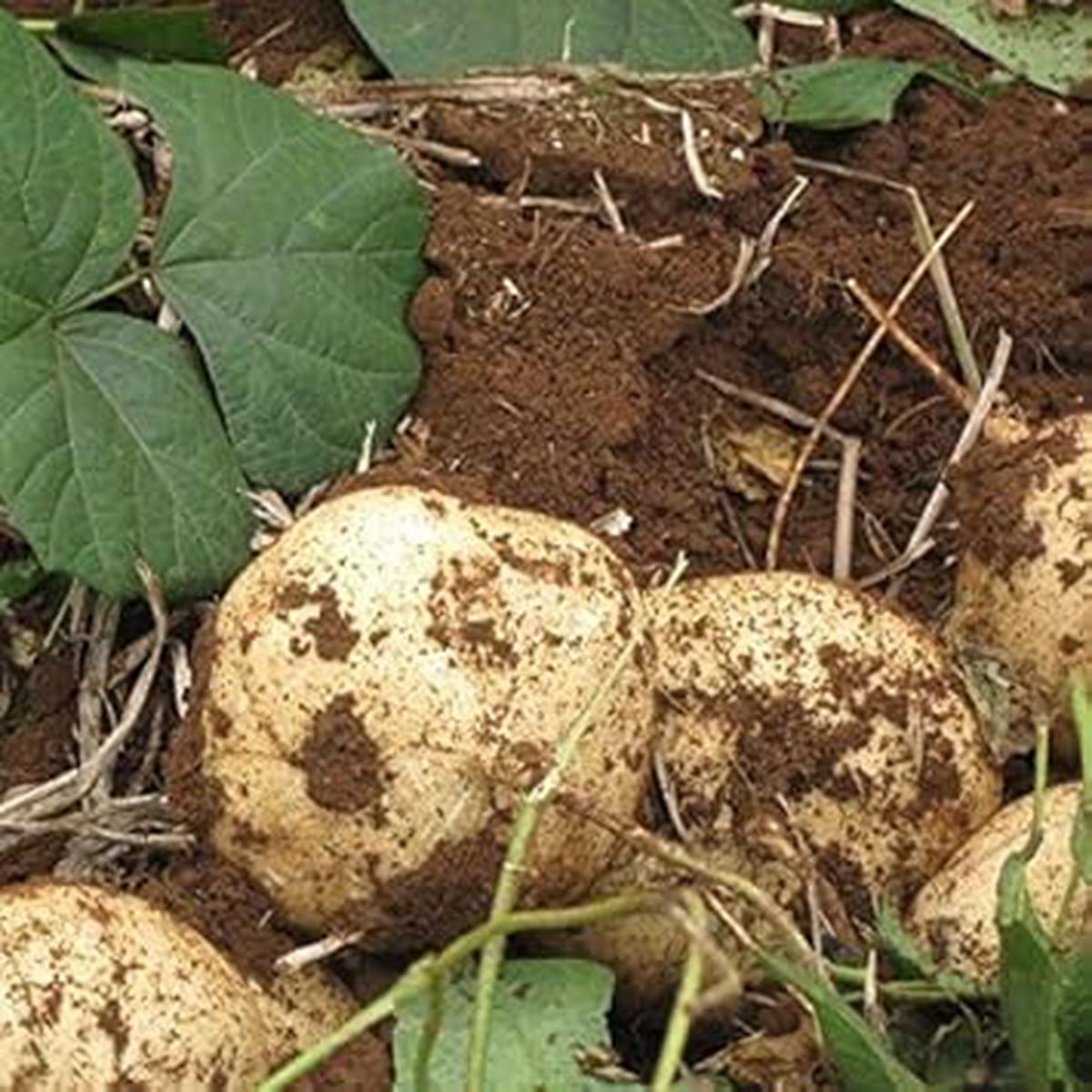 Jicama Vegetable Seeds for Planting Heirloom & Non-GMO Garden Seeds for Crunchy Salad Roots