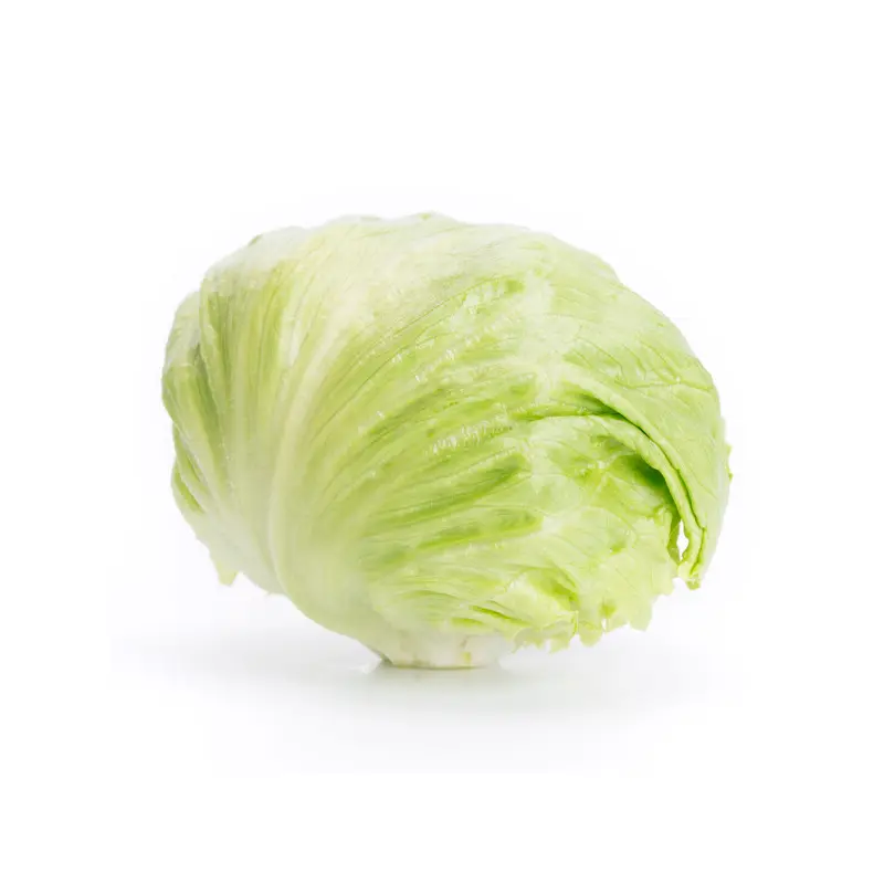 Lettuce Iceberg Kyoto RZ Seeds
