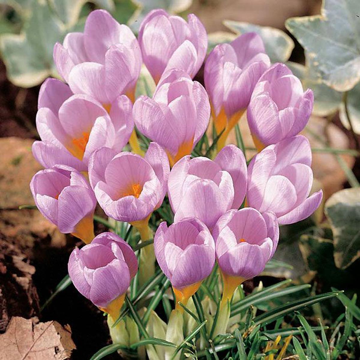Light Pink Crocus Flower Seeds for Planting Heirloom Non-GMO, High Germination Organic Garden Seeds