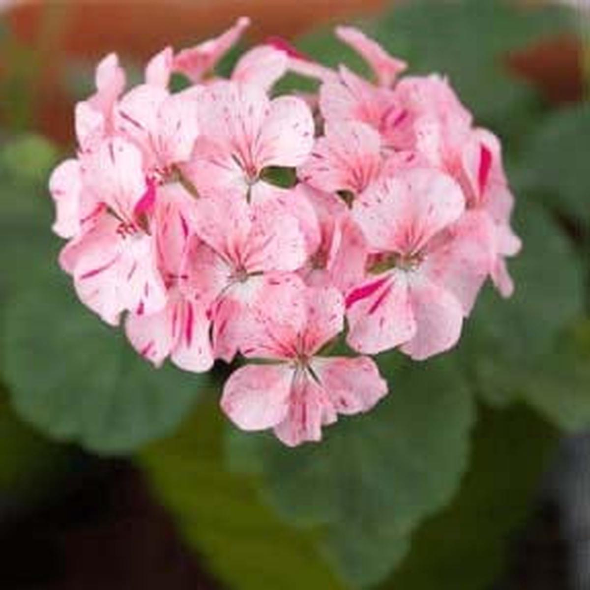 Light Pink White Geranium Flower Seeds for Planting Heirloom, Non-GMO, Easy to Grow, High Germination