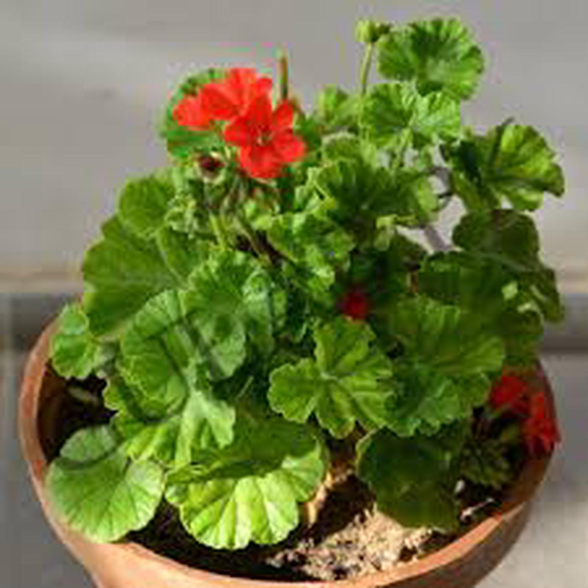 Light Red Green Geranium Flower Seeds for Planting Heirloom, Non-GMO, Bright Blooms Garden Seeds