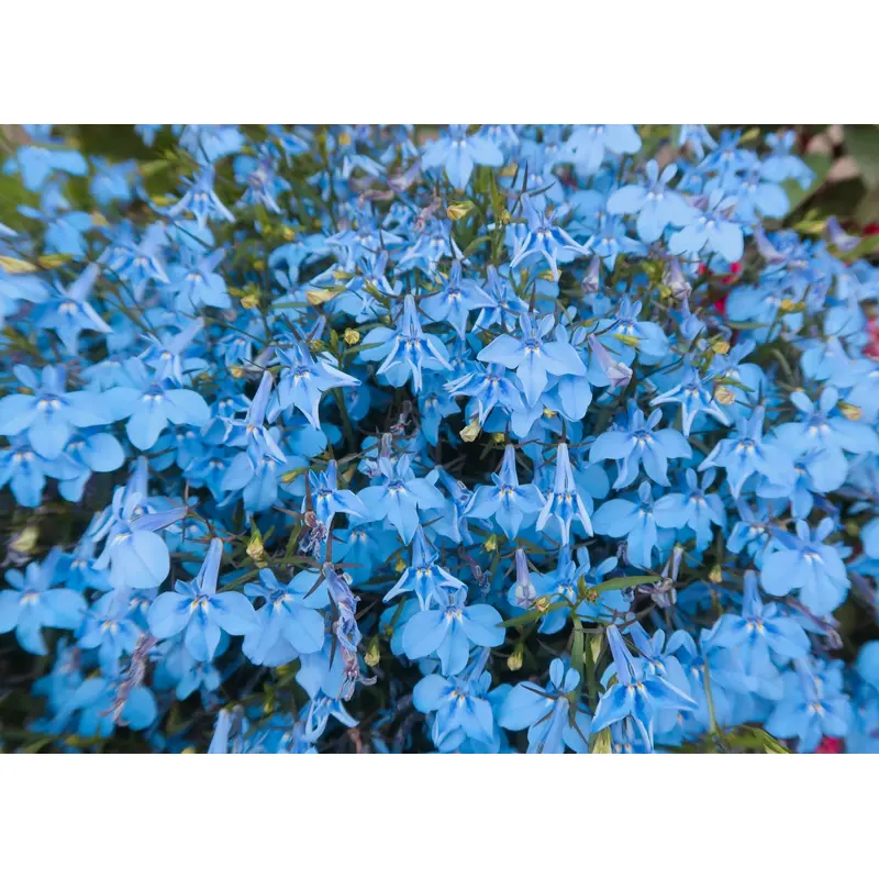 Lobelia Regatta Blue Sky Seeds