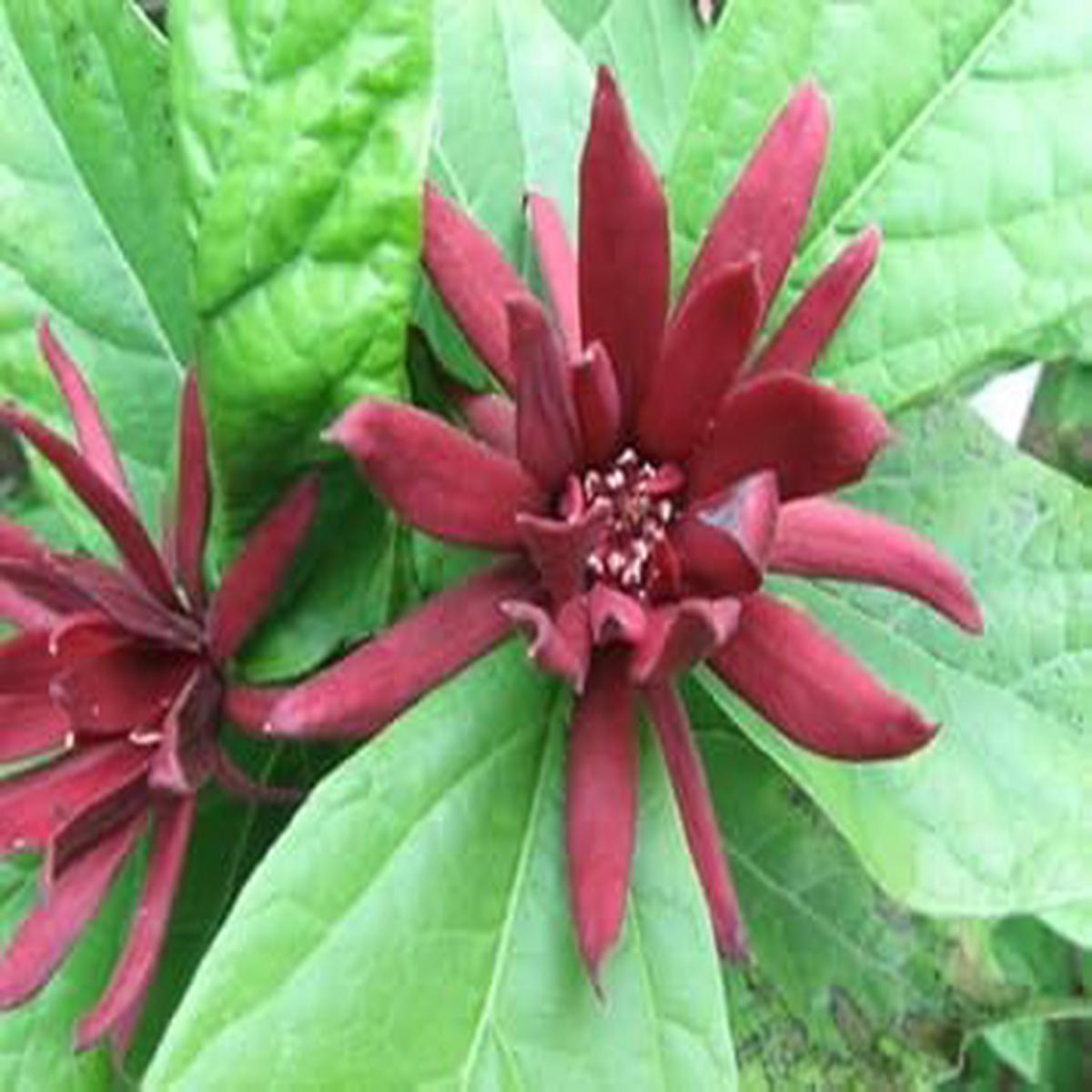 Maroon Carolina Allspice Flower Seeds for Planting  Heirloom, Non-GMO, High Germination Organic Garden Seeds