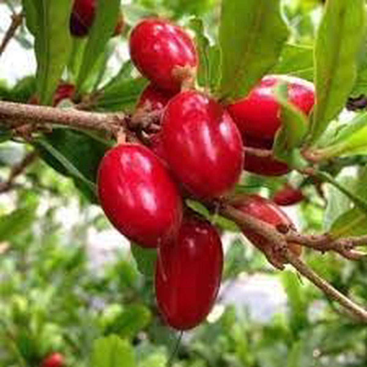 Milagrosa Fruit Seeds for Planting Heirloom, Non-GMO, Delicious Exotic Garden Harvest Seeds