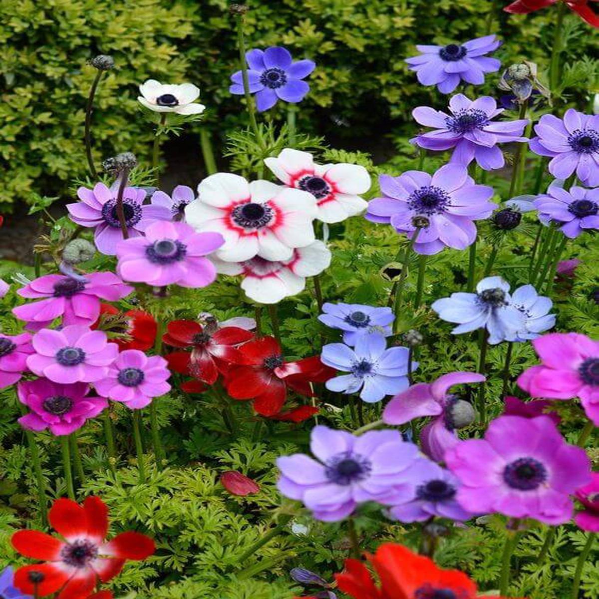 Mixed Anemone Flower Seeds for Planting Heirloom, Non-GMO Seasonal Bloomer