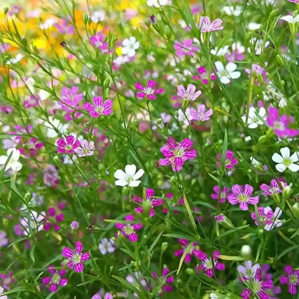 Mixed Gypsophila Flower Seeds for Planting Heirloom, Non-GMO, High Germination Garden Seeds