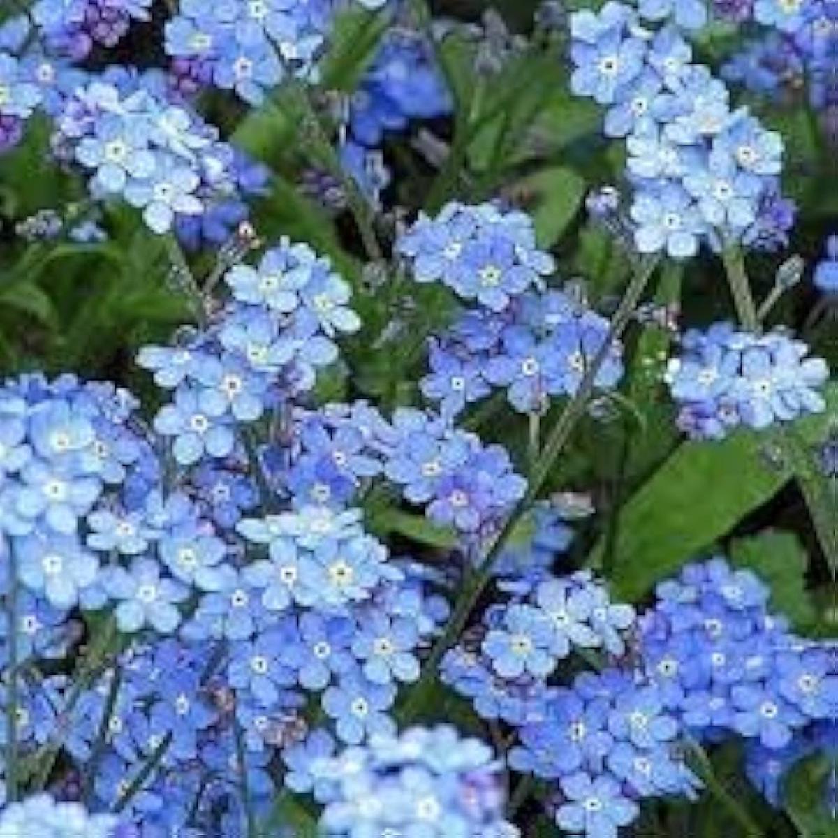 Mixed Myosotis Flower Seeds for Planting Beautiful Forget-Me-Not Blooms for Gardens & Borders