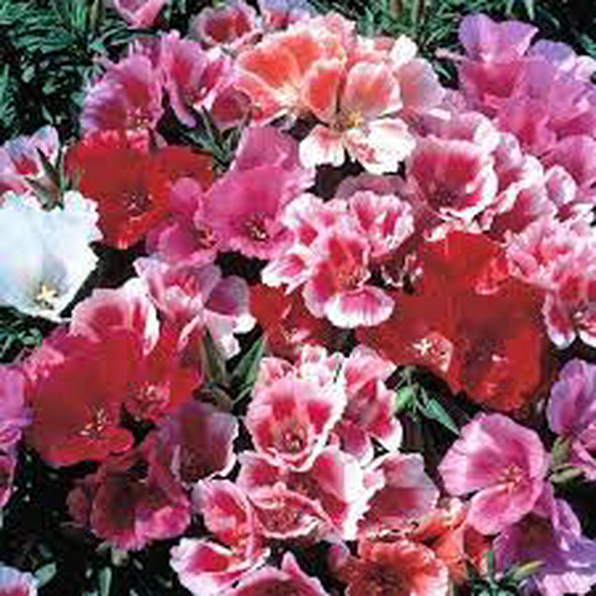 Monarch Mix Godetia grandiflora Flower Seeds for Planting Organic, Heirloom & Non-GMO Blooms for Borders, Beds & Cottage Gardens