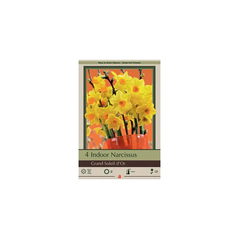 Netherland Bulb Co. Indoor Narcissus, Paperwhite Grand Soleil d'Or Bulb
