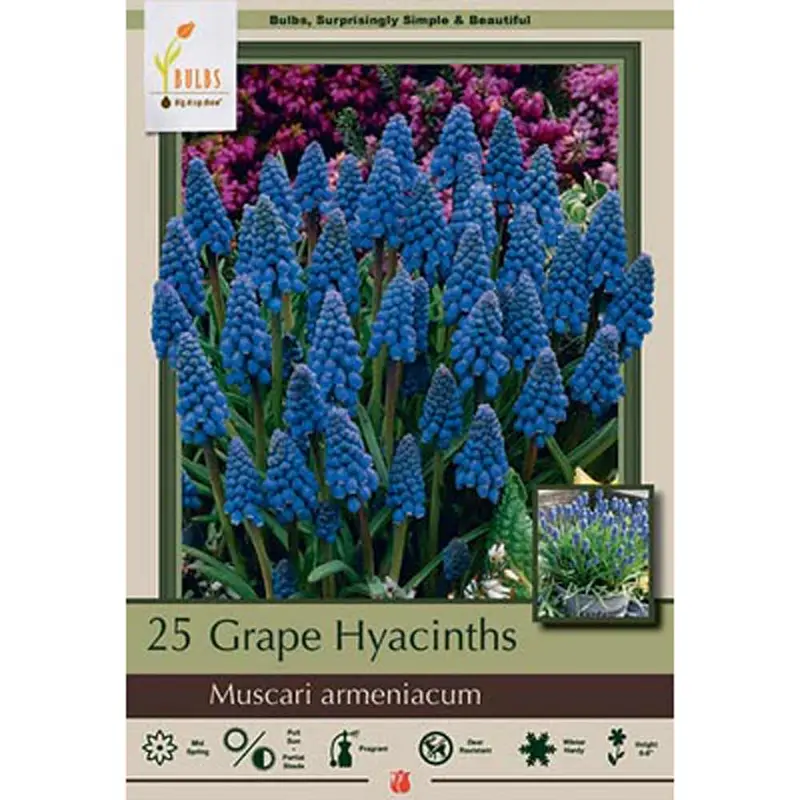 Netherland Bulb, Specie Iris, Armeniacum