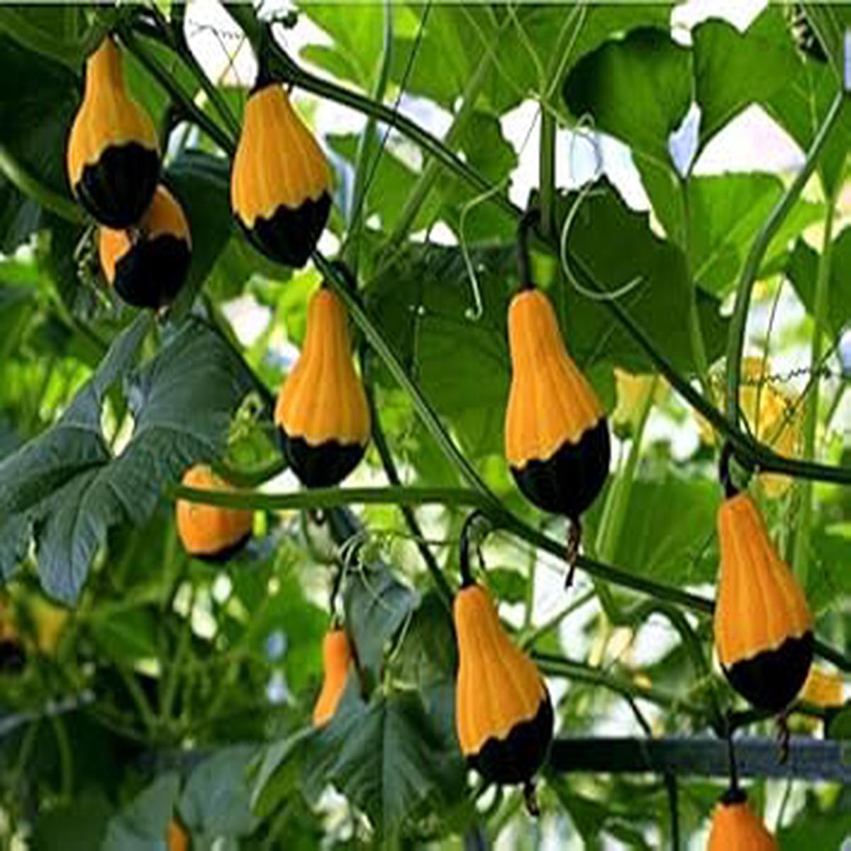 Orange Black Ornamental Gourd flower seeds for planting - Heirloom & Non-GMO Garden Seeds