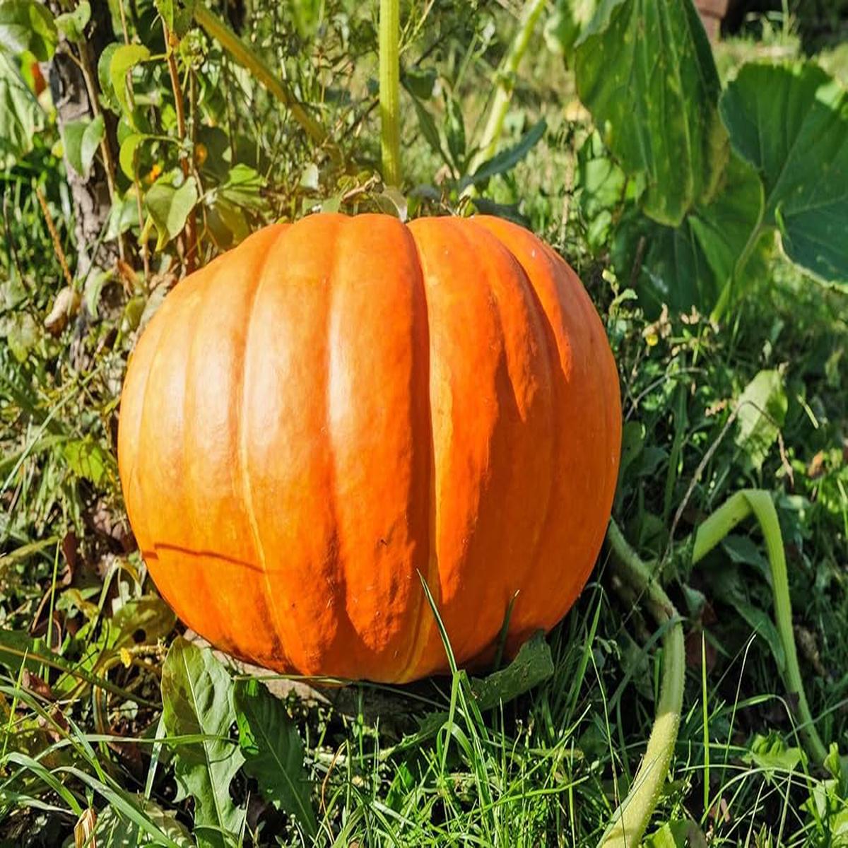 Orange Giant Pumpkin Vegetable Seeds for Planting  Heirloom & Non-GMO Seeds