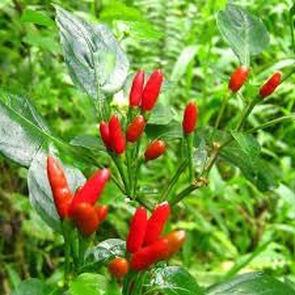 Pequin Bird Pepper Seeds for Planting Heirloom, Non-GMO, High Germination Organic Garden Seeds with Fiery Tiny Peppers