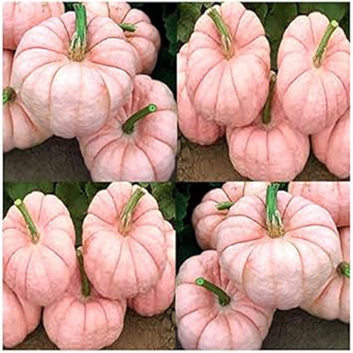Pink Pumpkin Vegetable Seeds for Planting  Heirloom & Non-GMO Seeds for Rare Sweet Autumn Harvest