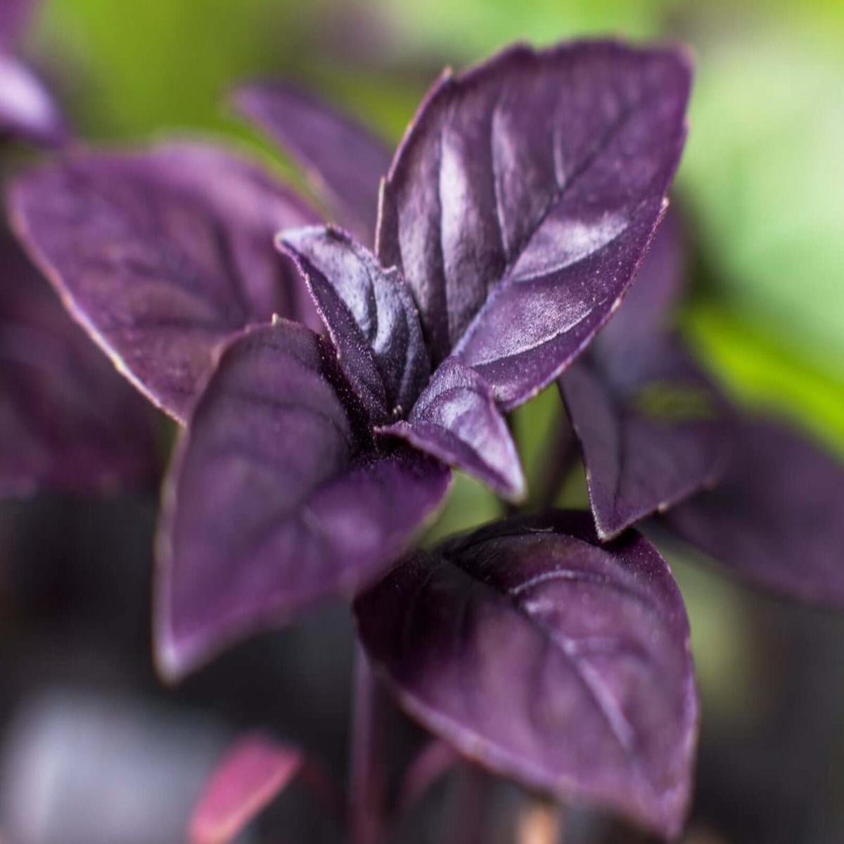 Purple Basil Herb seeds  Heirloom, Non-GMO seeds for Planting in Home Garden