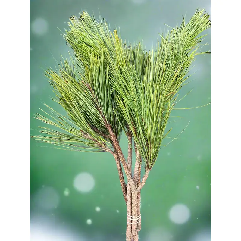 Red Pine Boughs